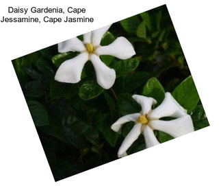Daisy Gardenia, Cape Jessamine, Cape Jasmine