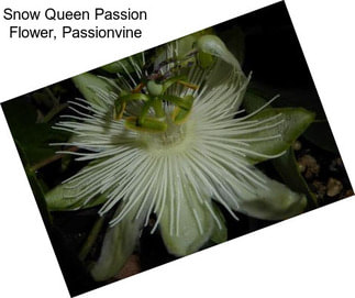 Snow Queen Passion Flower, Passionvine