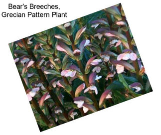 Bear\'s Breeches, Grecian Pattern Plant