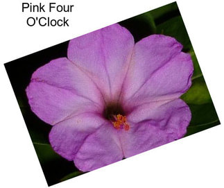Pink Four O\'Clock