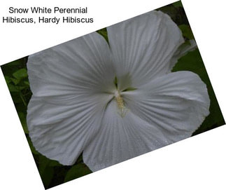 Snow White Perennial Hibiscus, Hardy Hibiscus