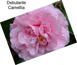 Debutante Camellia