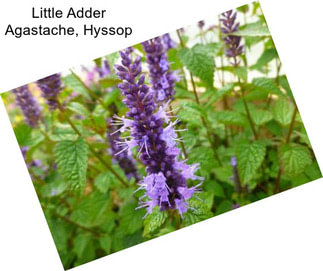 Little Adder Agastache, Hyssop