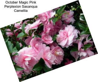 October Magic Pink Perplexion Sasanqua Camellia