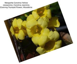 Margarita Carolina Yellow Jessamine, Carolina Jasmine, Evening Trumpet Flower, Woodbine