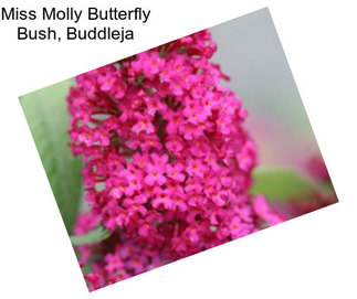 Miss Molly Butterfly Bush, Buddleja