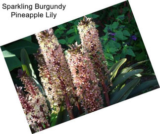 Sparkling Burgundy Pineapple Lily