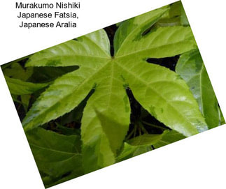 Murakumo Nishiki Japanese Fatsia, Japanese Aralia