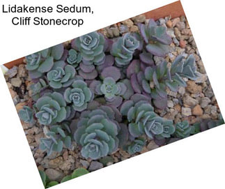 Lidakense Sedum, Cliff Stonecrop