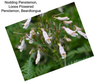 Nodding Penstemon, Loose Flowered Penstemon, Beardtongue