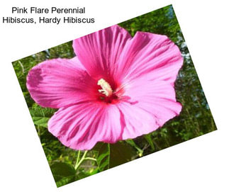 Pink Flare Perennial Hibiscus, Hardy Hibiscus