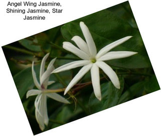 Angel Wing Jasmine, Shining Jasmine, Star Jasmine