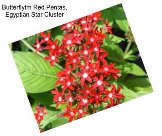 Butterflytm Red Pentas, Egyptian Star Cluster