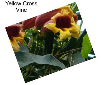 Yellow Cross Vine