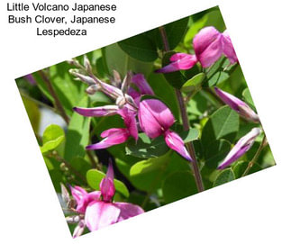 Little Volcano Japanese Bush Clover, Japanese Lespedeza