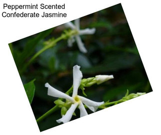 Peppermint Scented Confederate Jasmine