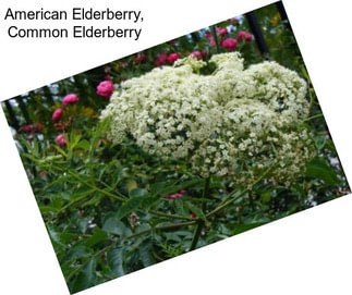 American Elderberry, Common Elderberry