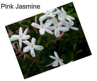 Pink Jasmine