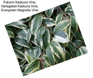 Fukurin Kadsura Vine, Variegated Kadsura Vine, Evergreen Magnolia Vine