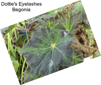 Dottie\'s Eyelashes Begonia