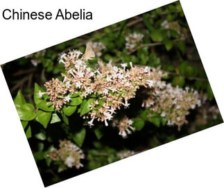 Chinese Abelia