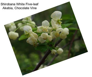 Shirobana White Five-leaf Akebia, Chocolate Vine