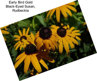 Early Bird Gold Black-Eyed Susan, Rudbeckia