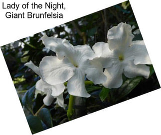 Lady of the Night, Giant Brunfelsia