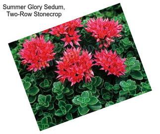 Summer Glory Sedum, Two-Row Stonecrop