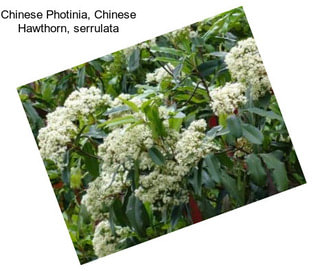 Chinese Photinia, Chinese Hawthorn, serrulata