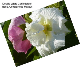 Double White Confederate Rose, Cotton Rose Mallow