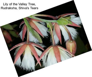 Lily of the Valley Tree, Rudraksha, Shiva\'s Tears