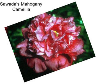 Sawada\'s Mahogany Camellia