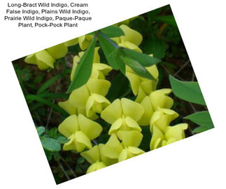 Long-Bract Wild Indigo, Cream False Indigo, Plains Wild Indigo, Prairie Wild Indigo, Paque-Paque Plant, Pock-Pock Plant