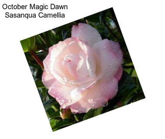 October Magic Dawn Sasanqua Camellia