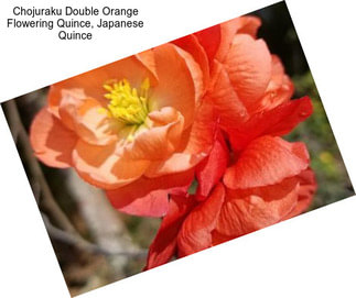 Chojuraku Double Orange Flowering Quince, Japanese Quince