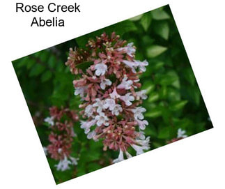 Rose Creek Abelia