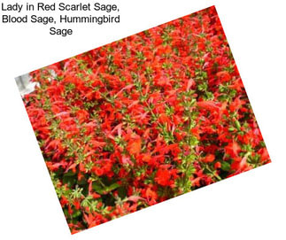 Lady in Red Scarlet Sage, Blood Sage, Hummingbird Sage