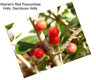 Warren\'s Red Possumhaw Holly, Deciduous Holly