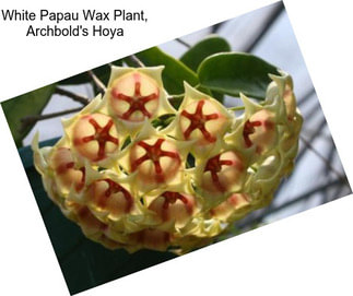 White Papau Wax Plant, Archbold\'s Hoya