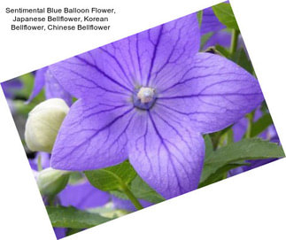 Sentimental Blue Balloon Flower, Japanese Bellflower, Korean Bellflower, Chinese Bellflower