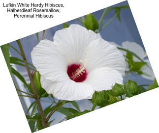 Lufkin White Hardy Hibiscus, Halberdleaf Rosemallow, Perennial Hibiscus