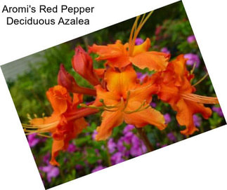 Aromi\'s Red Pepper Deciduous Azalea