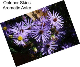 October Skies Aromatic Aster