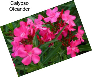 Calypso Oleander