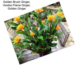 Golden Brush Ginger, Voodoo Flame Ginger, Golden Ginger