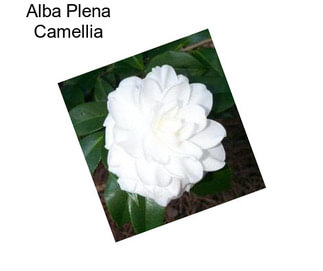 Alba Plena Camellia