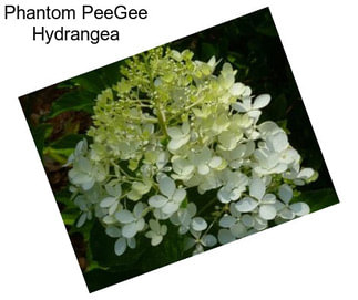 Phantom PeeGee Hydrangea