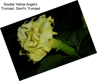 Double Yellow Angel\'s Trumpet, Devil\'s Trumpet