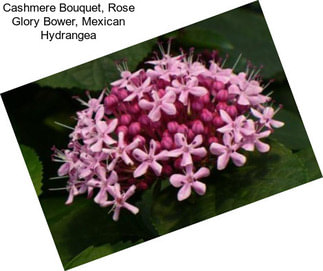 Cashmere Bouquet, Rose Glory Bower, Mexican Hydrangea